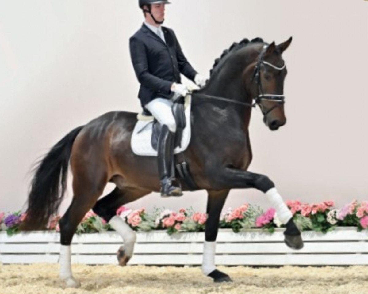 horse Shakar (Oldenburg, 2018, from Secret)