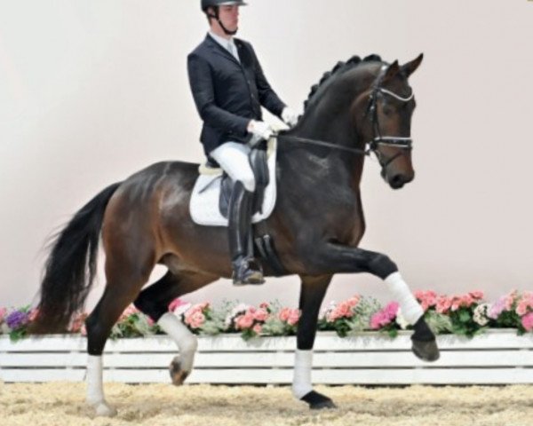 horse Shakar (Oldenburg, 2018, from Secret)