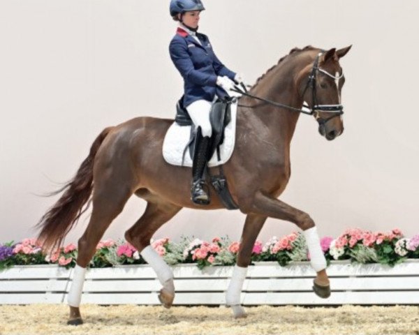 horse Fürst Rover (Oldenburg, 2018, from Fürst Wilhelm)