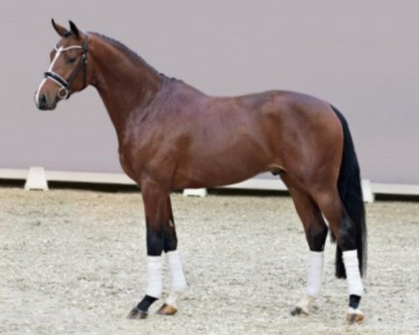 Pferd Ernesto (Oldenburger, 2019, von Erdinger)