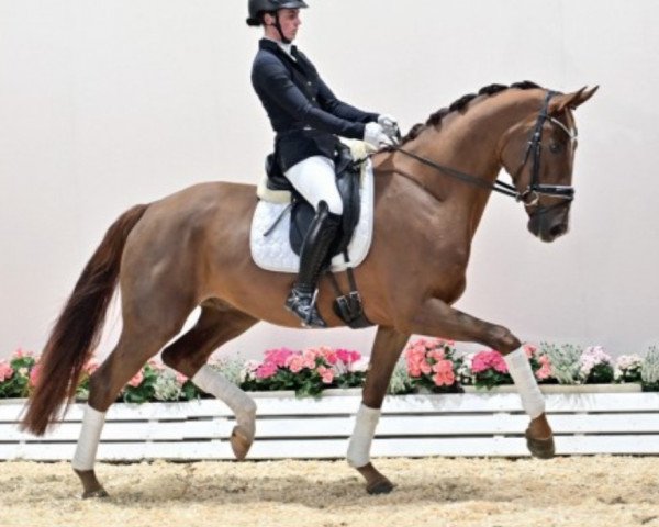 horse Trentino (Oldenburg, 2018, from Totilas)