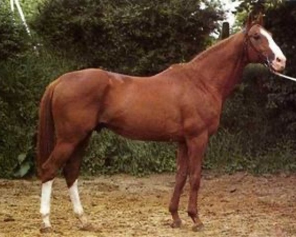 stallion Dinamic III AA (Anglo-Arabs, 1968, from Dionysos II AA)
