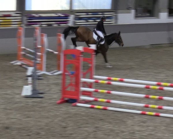 Reitturnier Luhmühlen 2024