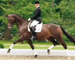 dressage horse Lyö (Rhinelander, 2004, from Damon Hill)
