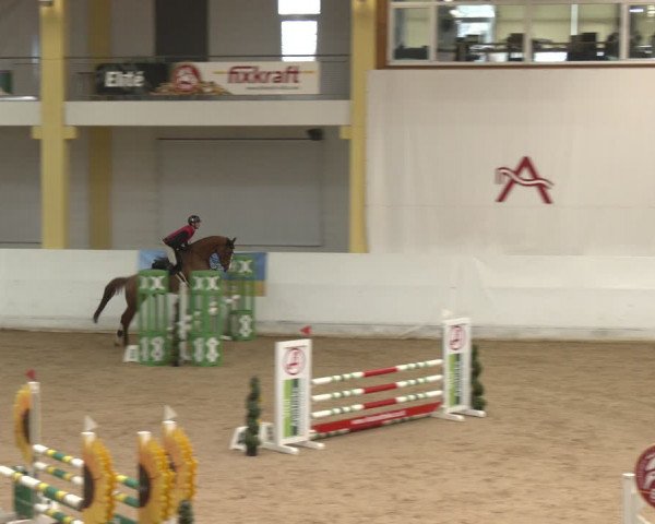 Reitturnier Stadl-Paura 2024