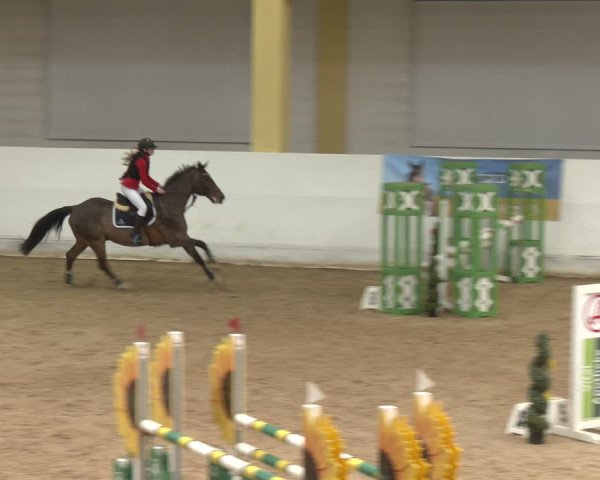 Reitturnier Stadl-Paura 2024
