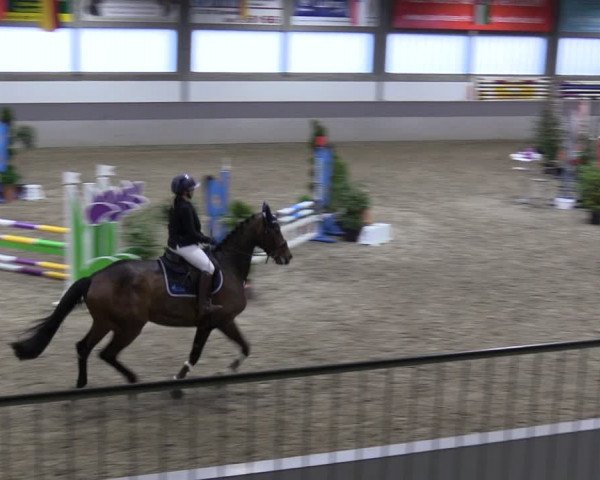 Reitturnier Luhmühlen 2024