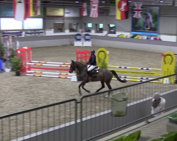 Reitturnier Luhmühlen 2024