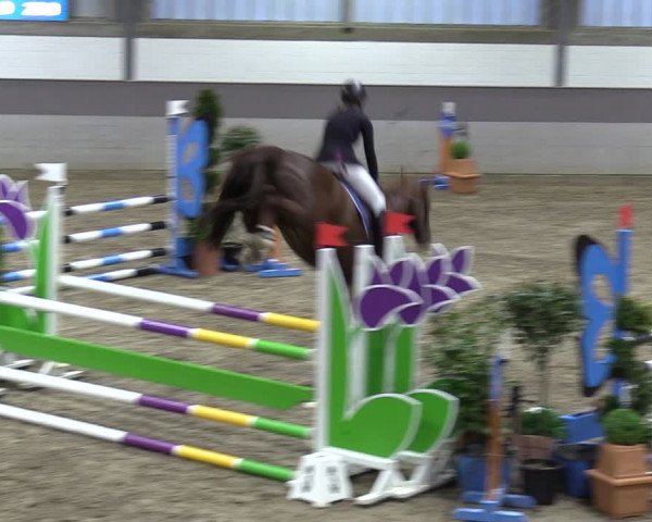 Reitturnier Luhmühlen 2024