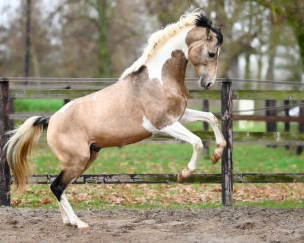 stallion Ieldorado van de Rib (Selle Français, 2018, from Sandreo)
