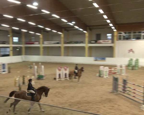 Reitturnier Stadl-Paura 2024