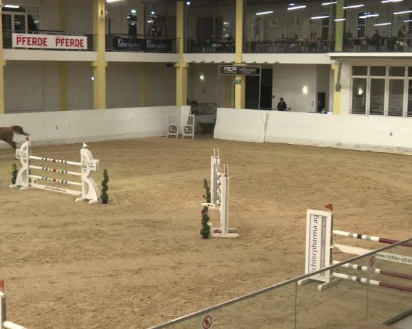 Reitturnier Stadl-Paura 2024