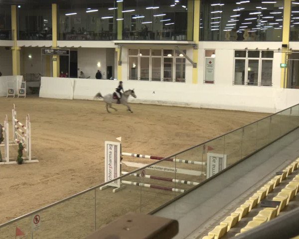 Reitturnier Stadl-Paura 2024
