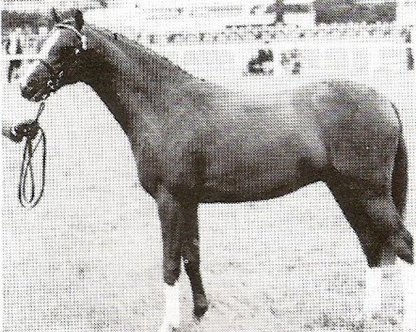 Deckhengst Ninfield Minks Supreme (British Riding Pony, 1988, von Wingrove Minkino)