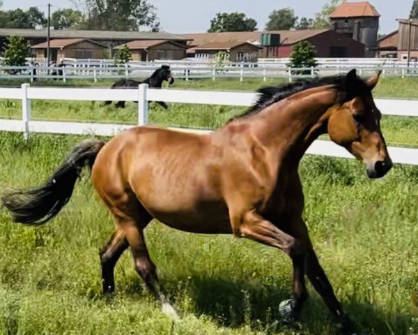 jumper Amanda P (German Warmblood, 2012, from DSP Araldik)