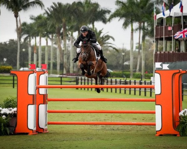 jumper Irandole du Flot (Belgium Sporthorse, 2014, from Vivaldi du Seigneur)