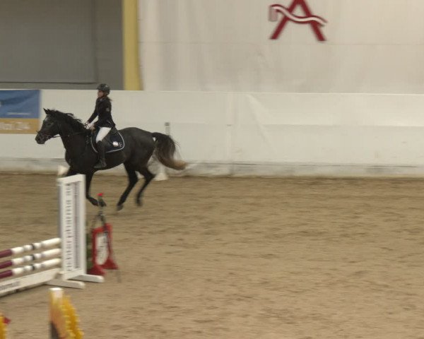 Reitturnier Stadl-Paura 2024
