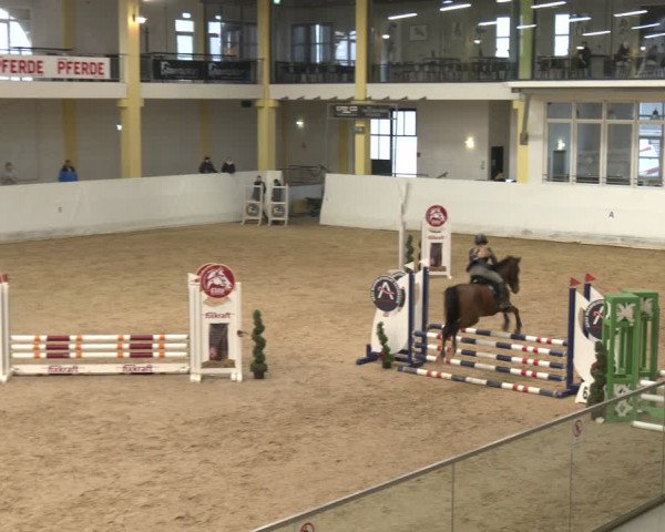 Reitturnier Stadl-Paura 2024