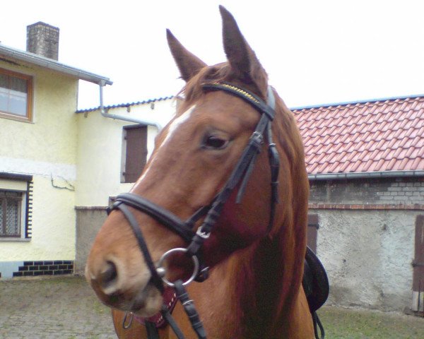 broodmare Pia (German Sport Horse, 2005, from Paradiesvogel) broodmare Pia (German Sport Horse, 2005, from Paradiesvogel)