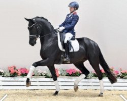 Pferd Hengst von Desperado / Sir Donnerhall I (Oldenburger, 2018, von Desperado)