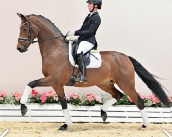 horse Faszinato (Oldenburg, 2017, from Feinrich)