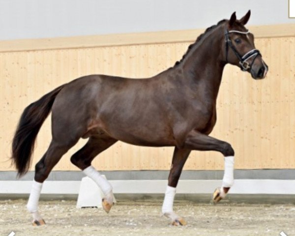 horse Kabayo's Imagine (Oldenburg, 2019, from Asgard's Ibiza)