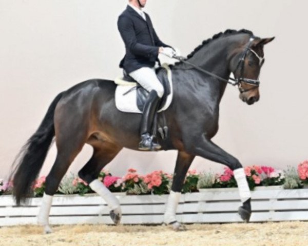 horse Hengst von Ibiza / Fürstenball (Oldenburg, 2017, from Asgard's Ibiza)