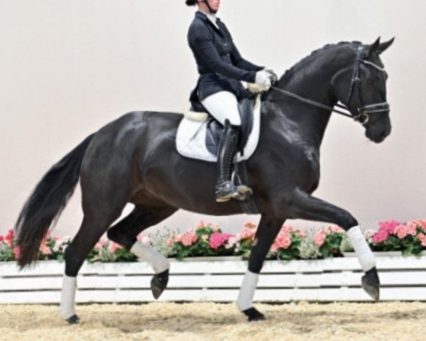 horse Martinique (Oldenburg, 2018, from Morricone)