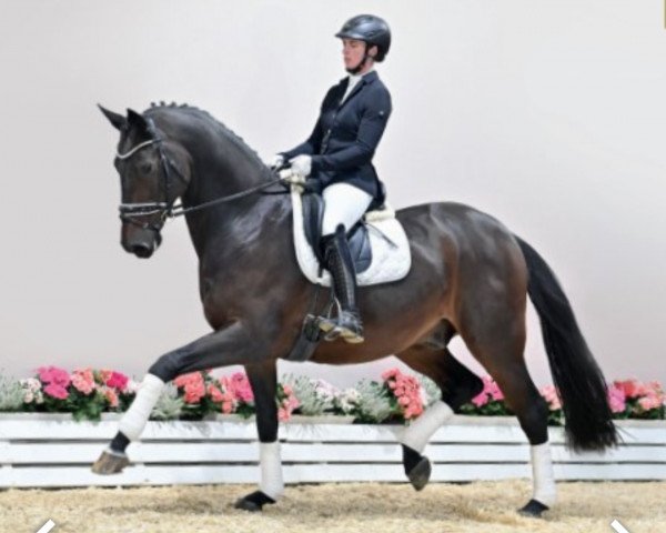 horse Dijon (Oldenburg, 2016, from Dimaggio)