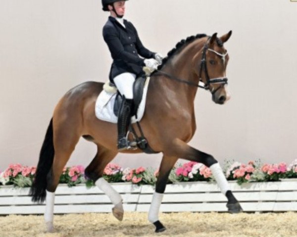 horse Stute von Franklin / Uphill (Oldenburg, 2018, from Franklin)