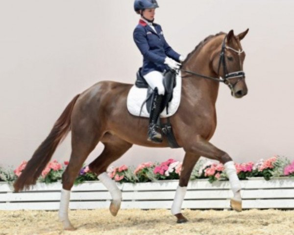 horse Fantasia (Oldenburg, 2017, from Tannenhof's Fahrenheit)