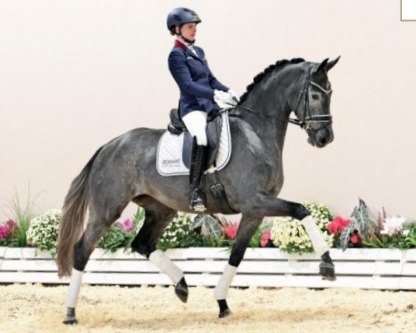 horse Stute von Benefit / San Amour (Oldenburg, 2019, from Benefit)