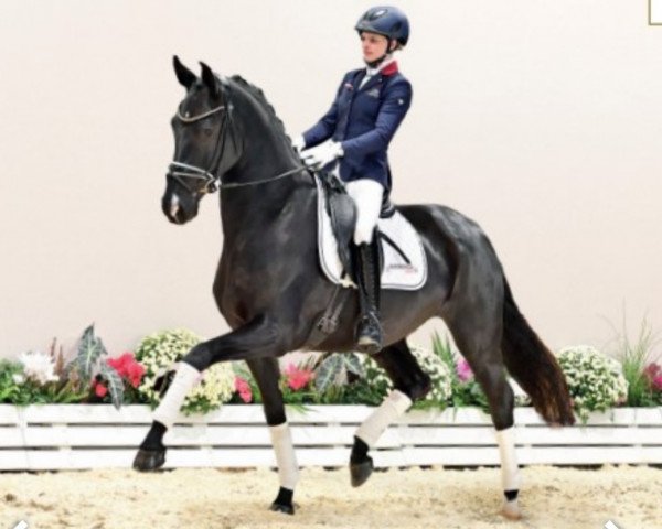 dressage horse Vacqueyras (Oldenburg, 2018, from Vitalis)