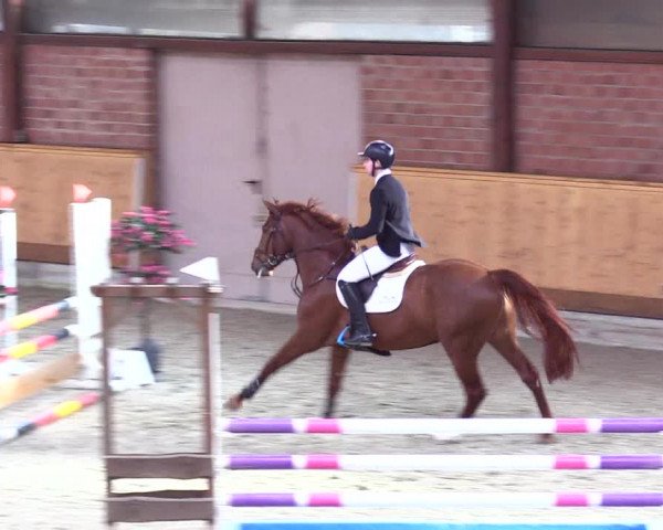 Reitturnier Hamburg-Friedrichshulde/Sylva Kuhrt 2024