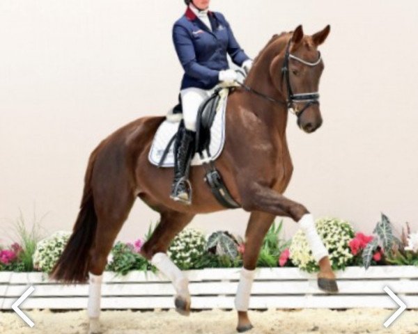 horse Donna Leon (Oldenburg, 2019, from Don Martillo)
