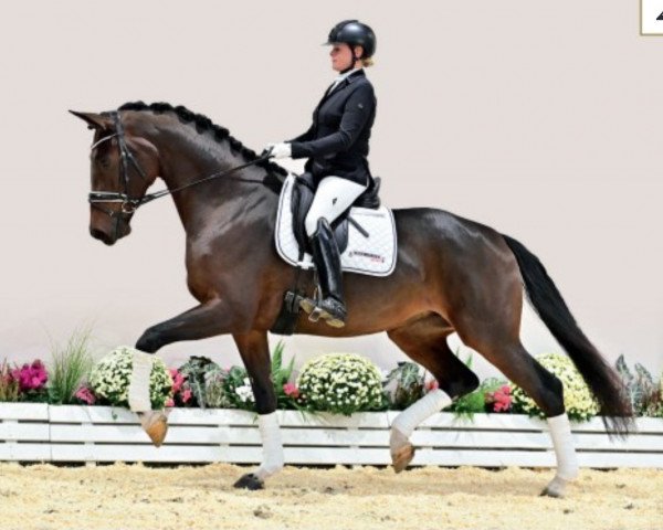 horse Vitali K.2 (Oldenburg, 2018, from Vitalis)