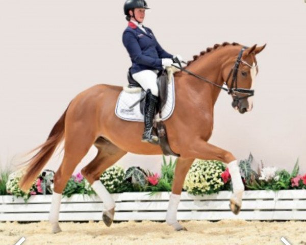 dressage horse Battlecry Pw (Oldenburg, 2019, from Blue Hors Baron)