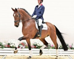 dressage horse Floristino 3 (Oldenburg, 2016, from Fuechtels Floriscount OLD)