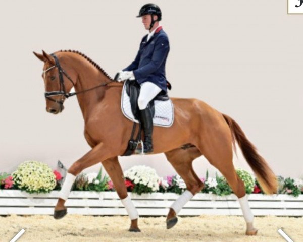 Pferd Rügen (Oldenburger, 2019, von Rubin Royal OLD)