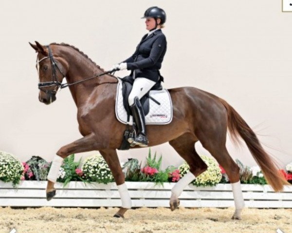 Pferd Billie Jean (Oldenburger, 2018, von Best of Gold)