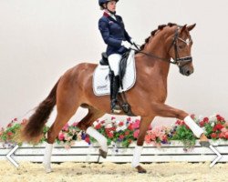 horse Hengst von Vitalis / Don Frederico (Oldenburg, 2018, from Vitalis)