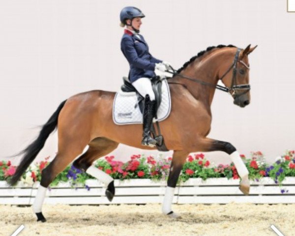 Pferd Saphira 296 (Oldenburger, 2018, von Quantensprung 3)