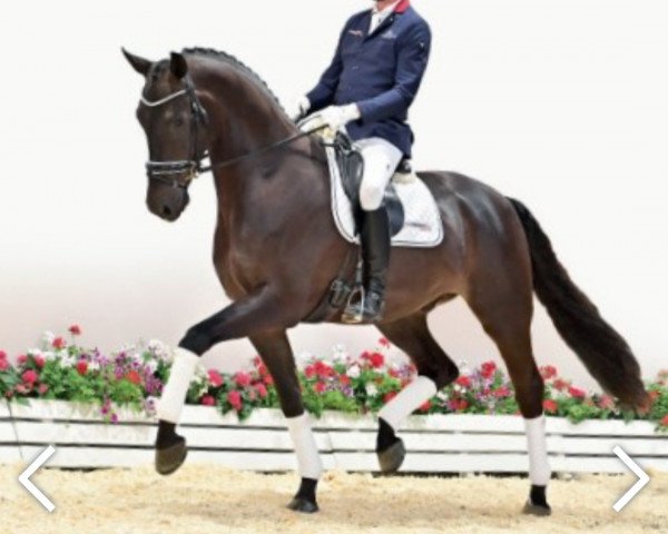 Dressage horse Filou du Jour (Oldenburger, 2018, from Fürstenball)