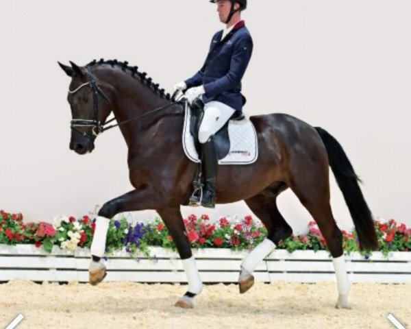 dressage horse Secret Service 11 (Oldenburg, 2018, from Secret)