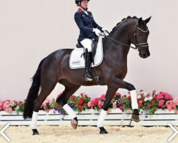 dressage horse Secret Game 2 (Oldenburg, 2018, from Secret) dressage horse Secret Game 2 (Oldenburg, 2018, from Secret)