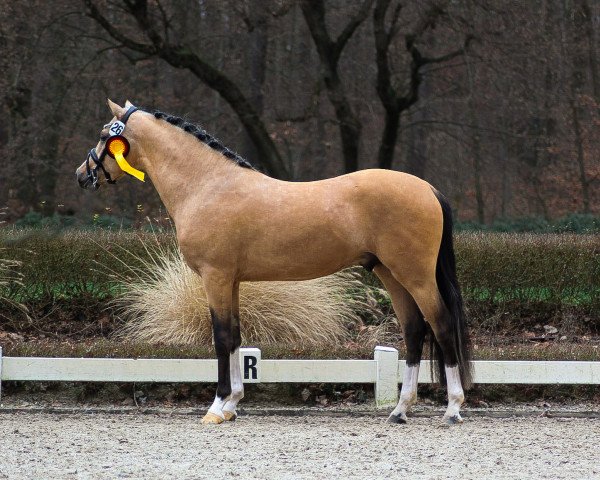 stallion Desenzano del Garda H (German Riding Pony, 2021, from Double Cream)
