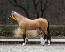 Deckhengst Desenzano del Garda H (Deutsches Reitpony, 2021, von Double Cream)