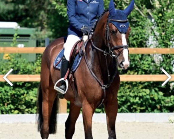 jumper Cyber Jack (Oldenburg show jumper, 2018, from K.i Checkter)