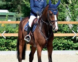 jumper Cyber Jack (Oldenburg show jumper, 2018, from K.i Checkter)