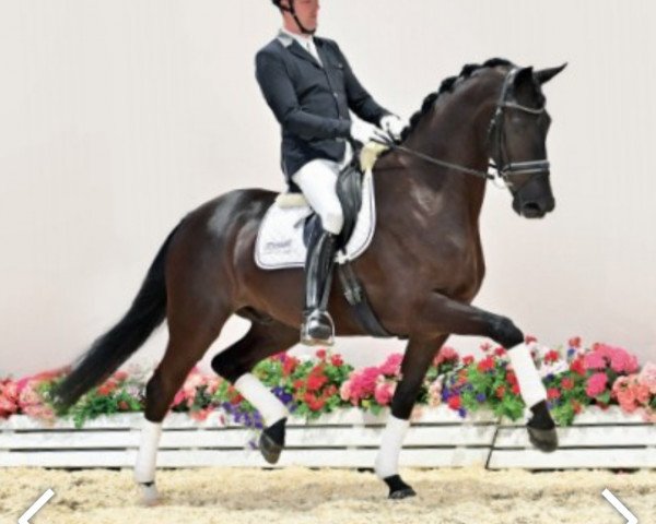 Pferd Dark Dance (Oldenburger, 2018, von Desperado)